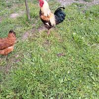 Galli e galline