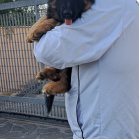 Cuccioli pastore tedesco pelo lungo
