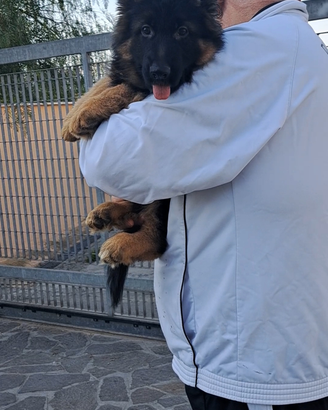 Cuccioli pastore tedesco pelo lungo