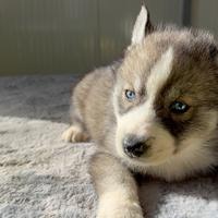 Siberian Husky con pedigree enci