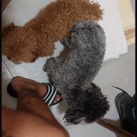 Femmina toy nera