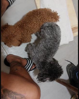 Femmina toy nera