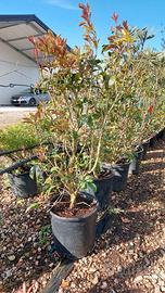 olea fragrans