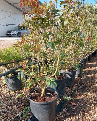 olea fragrans