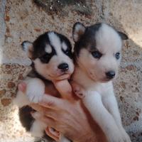 Cuccioli husky occhi azzurri