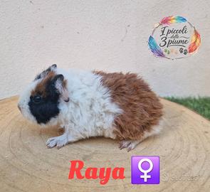 Cavie di razza con pedigree