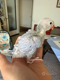 Pappagallo parrocchetto dal collare allevati amano