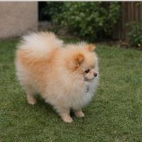 Spitz di pomerania nani