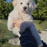Cucciolo di pastore maremmano abruzzese