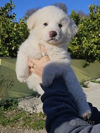 Cucciolo di pastore maremmano abruzzese