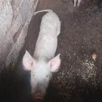 Maialine 2 femminucce di 5 mesi