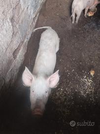 Maialine 2 femminucce di 5 mesi