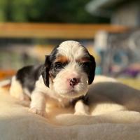Cuccioli di cavalier king tricolor
