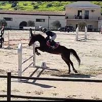 V E N D E S I Cavallo