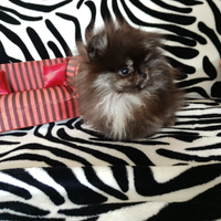 Spitz di Pomerania linea coreana 3 mesi Micro