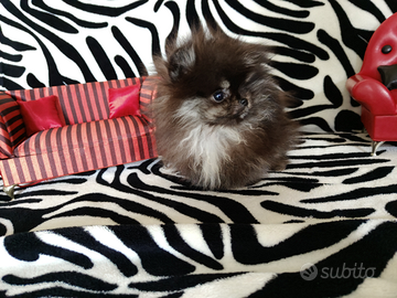 Spitz di Pomerania linea coreana 3 mesi Micro