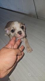 Bulldog francese crema