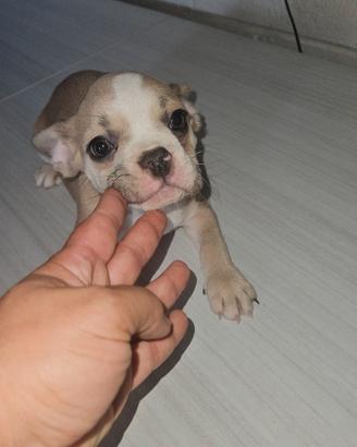 Bulldog francese crema