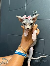 Sphynx gatto nudo meravigliosi