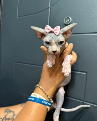 Sphynx gatto nudo meravigliosi