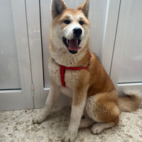 Akita inu