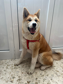 Akita inu