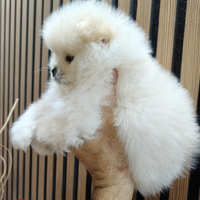 Spitz di Pomerania nano con pedigree Enci