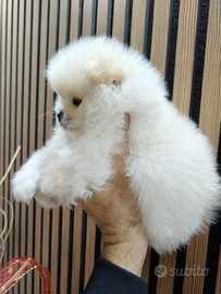 Spitz di Pomerania nano con pedigree Enci