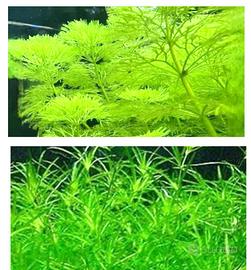 piante acquario Ceratophyllum+najas Guadalupensis