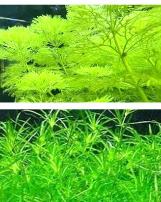 piante acquario Ceratophyllum+najas Guadalupensis