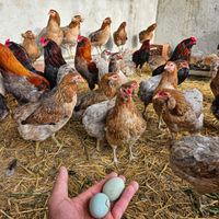 Galline araucana
