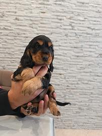 Cocker spaniel