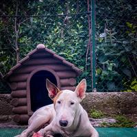 Bull terrier