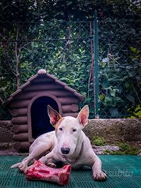 Bull terrier