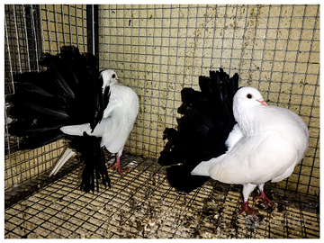 Colombi PAVONCELLE bianche coda nera