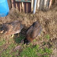 Galline araucane a Terni