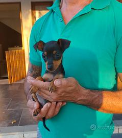 Cuccioli maschi e femmine di Pinscher