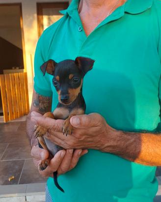 Cuccioli maschi e femmine di Pinscher