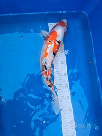 Carpe koi
