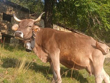 Vacche brune ob