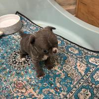 Chihuahua pelo lungo lilac maschio