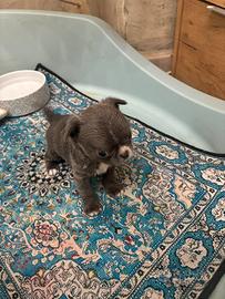 Chihuahua pelo lungo lilac maschio