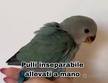 Pulli di inseparabile