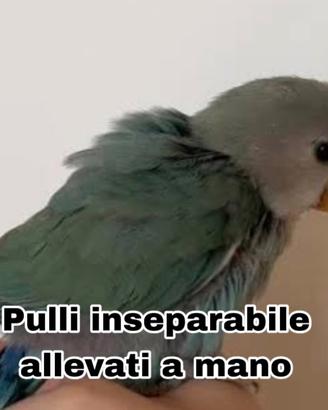 Pulli di inseparabile