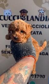 barboncino Toy Red anche a rate x settembre 2M 2F