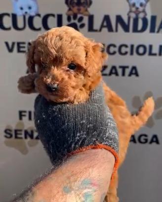 barboncino Toy Red anche a rate x settembre 2M 2F