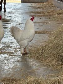 Galli giganti