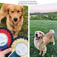 Cuccioli nati il 16 marzo di Golden Retriever Amer