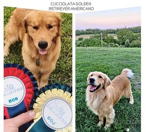 Cuccioli nati il 16 marzo di Golden Retriever Amer