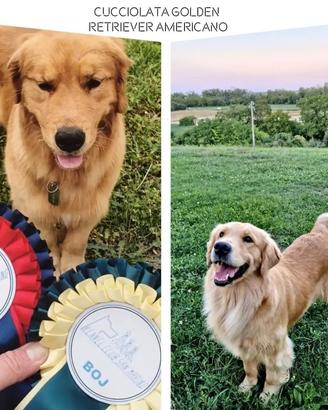 Cuccioli nati il 16 marzo di Golden Retriever Amer